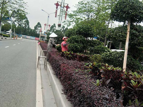 绿化修剪